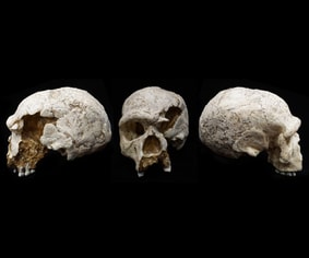 Schädel des Homo Steinheimensis (Nachbildung) 