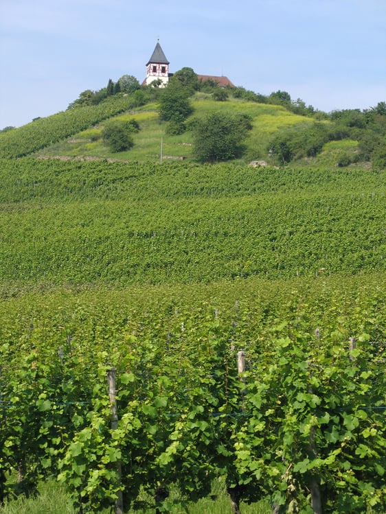 Sagenumwobener "Wächter des Zabergäus" mit römischer Geschichte: Der Michaelsberg bei Cleebronn.