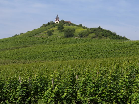 Der "Wächter des Zabergäus": Der Michaelsberg von Südosten aus gesehen.